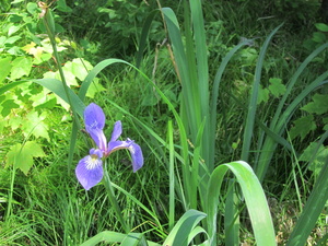 Appalachian Trail Flower, iris