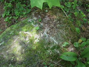 Appalachian Trail Hair on rock