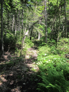 Appalachian Trail 