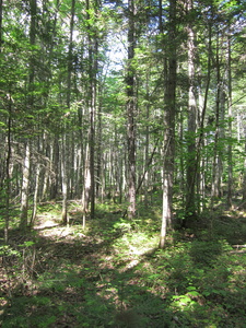 Appalachian Trail 