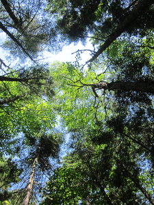 Appalachian Trail Canopy of the trees