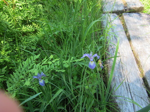 Appalachian Trail Iris flowers in bog