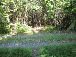 Appalachian Trail Trail crosses logging road