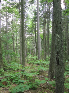 Appalachian Trail 