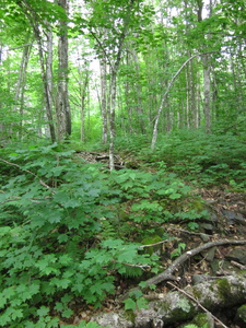 Appalachian Trail 