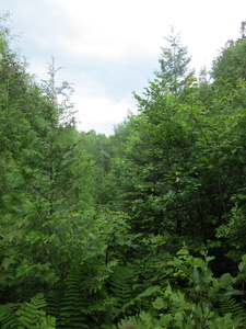 Appalachian Trail 