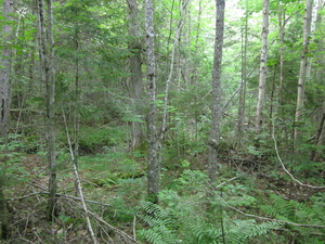 Appalachian Trail 