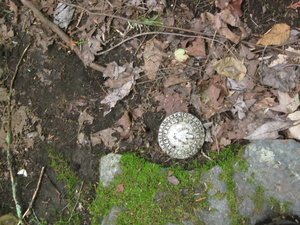 Appalachian Trail AT Survey marker