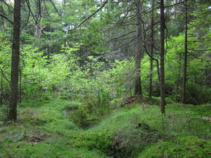 Appalachian Trail Moss 