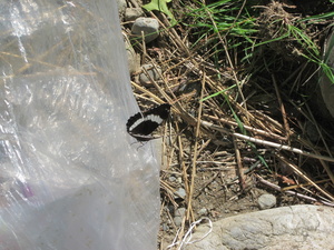 Appalachian Trail Butterfly