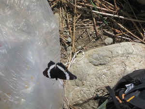 Appalachian Trail Butterfly