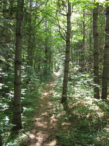 Appalachian Trail 