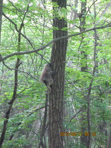 Appalachian Trail porcupine in tree