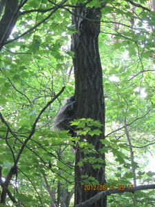 Appalachian Trail porcupine in tree