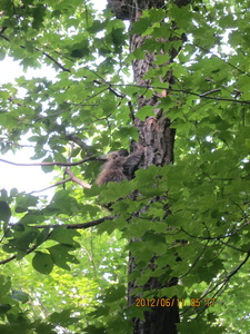 Appalachian Trail porcupine in tree