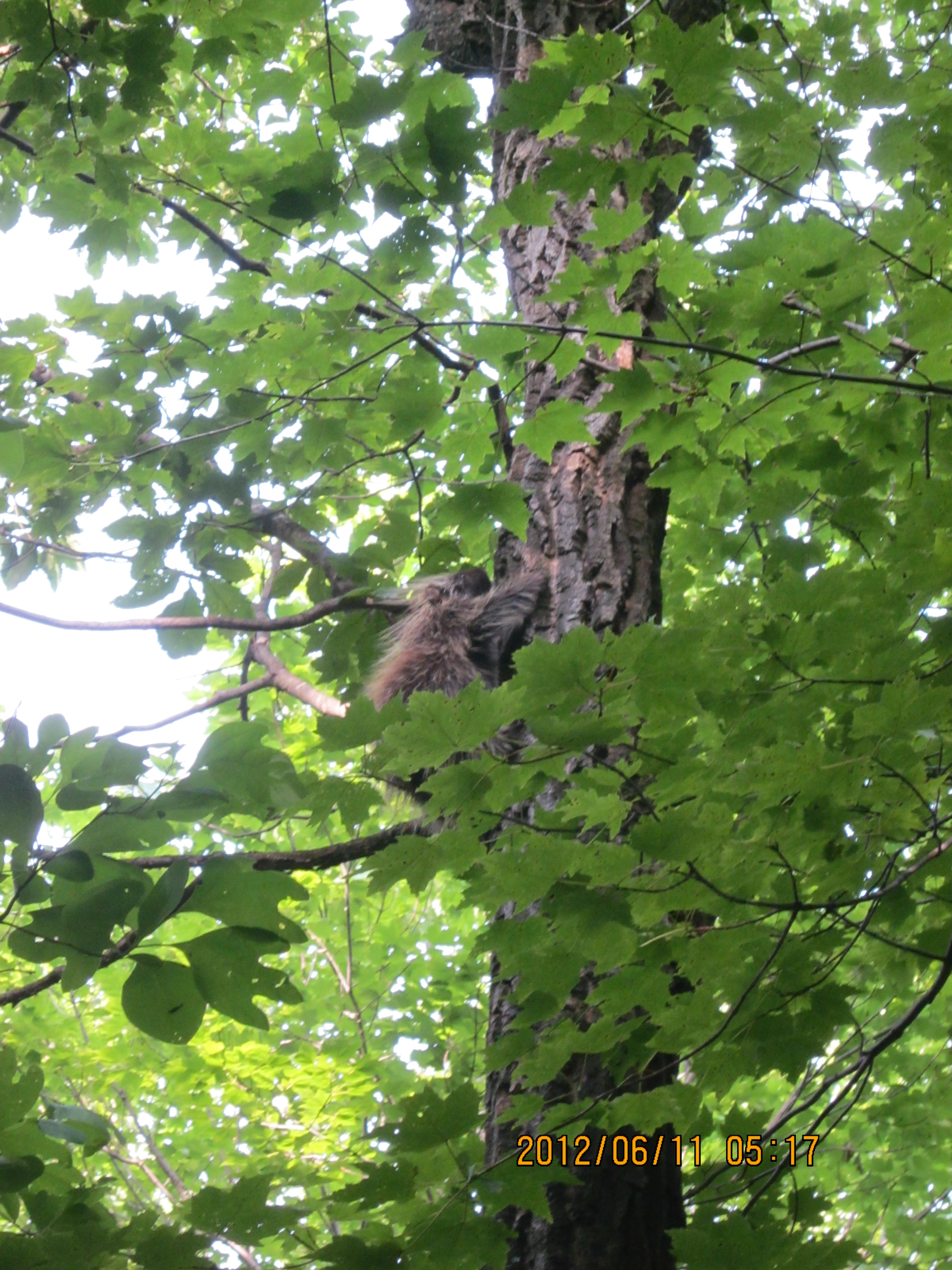 Porcupine pictures at Elstie, PA