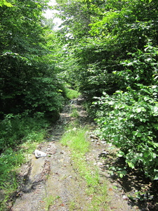 Appalachian Trail Logging road getting to the AT from Mountain Road at the north end of Boarstone Mountain