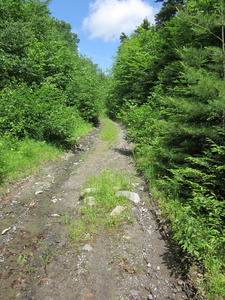 Appalachian Trail Logging road getting to the AT from Mountain Road at the rth end of Boarstone Mountain