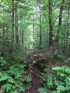 Appalachian Trail 45.399437, -69.447809