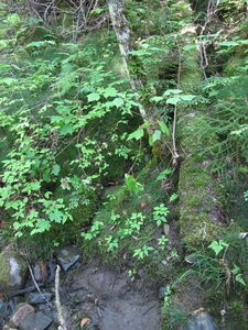 Appalachian Trail 