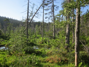 Appalachian Trail 