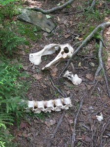 Appalachian Trail Bones