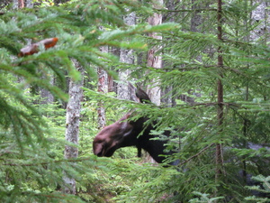 Appalachian Trail Moose