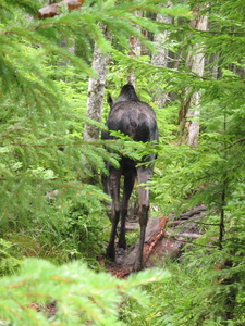 Appalachian Trail Moose