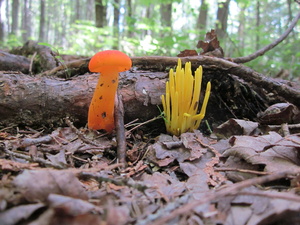Appalachian Trail Fungi