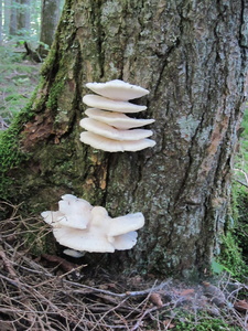 Appalachian Trail Fungi