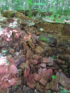Appalachian Trail Decaying tree