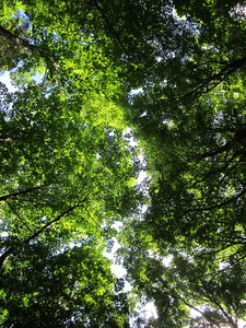 Appalachian Trail Tree tops