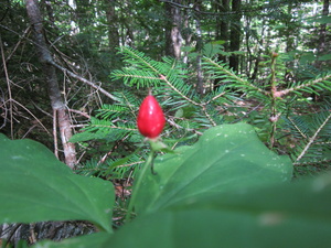 Appalachian Trail Red berry