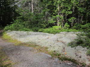 Appalachian Trail Lichen