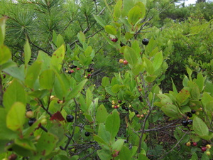 Appalachian Trail Berries