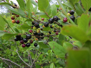 Appalachian Trail Berries