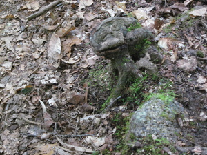Appalachian Trail Tree root