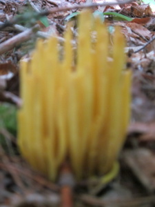 Appalachian Trail Fungus