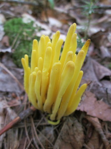 Appalachian Trail Fungus