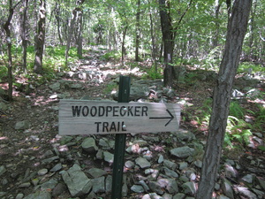 Appalachian Trail Woodpecker Trail