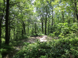 Appalachian Trail Campsite near Outerbridge Shelter