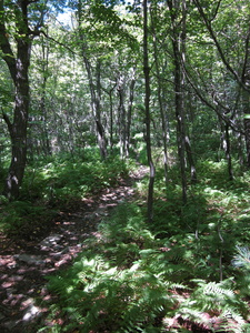 Appalachian Trail 