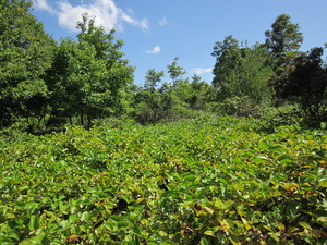 Appalachian Trail 