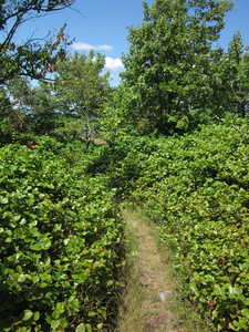 Appalachian Trail 