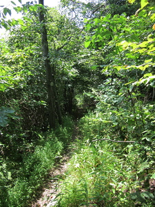 Appalachian Trail 