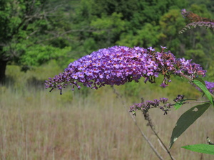 Appalachian Trail Flowers