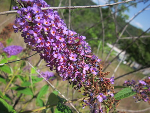 Appalachian Trail Flowers